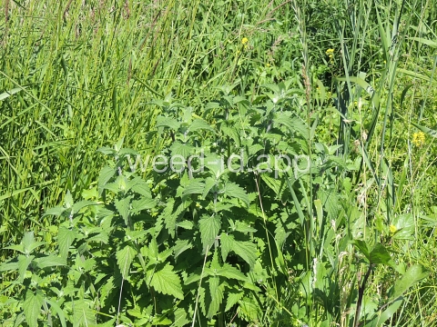 catnip